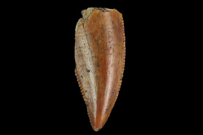 Serrated, Raptor Tooth - Real Dinosaur Tooth #130358